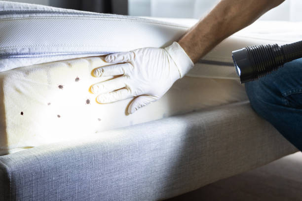 Best Residential Pest Control  in Hayfield, MN